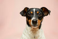 Happy content dog — Silver Calm Builder bundle by Pawsitive Mind