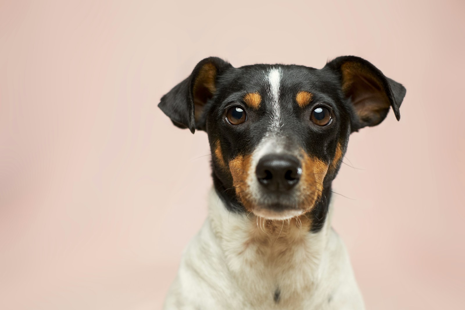 Happy content dog — Silver Calm Builder bundle by Pawsitive Mind
