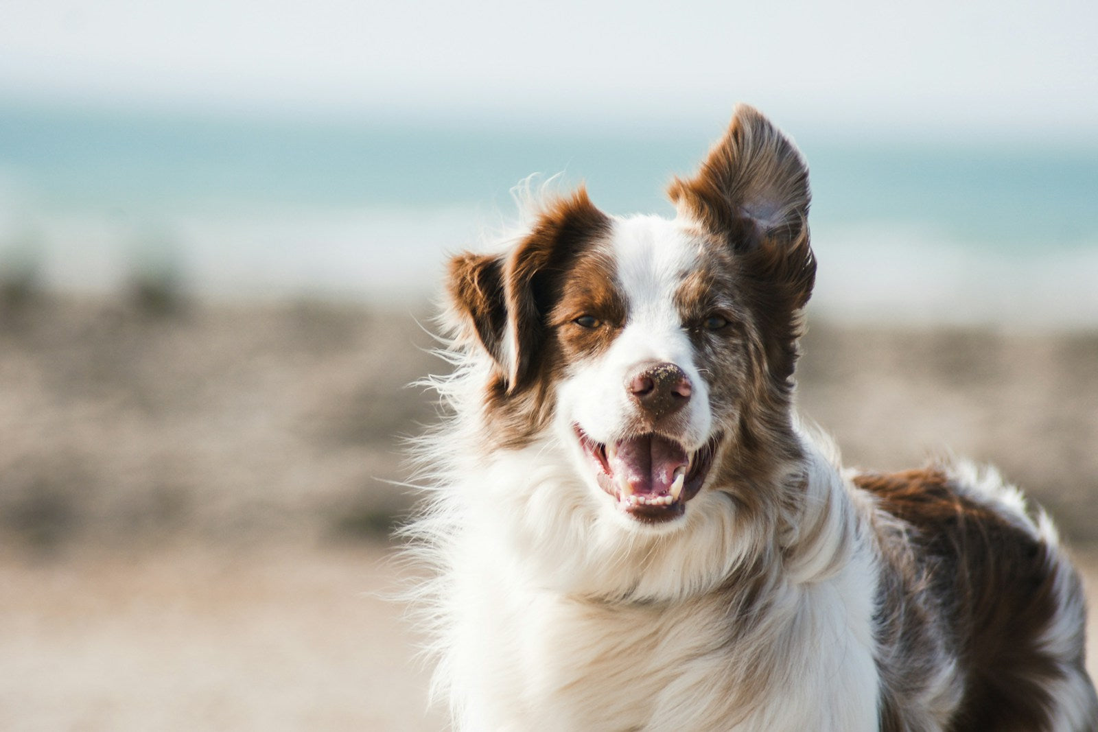 Golden retriever at peace — Gold Complete Calm bundle by Pawsitive Mind